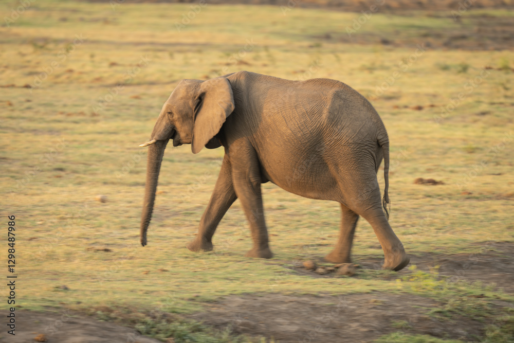 Obraz premium Slow pan of African elephant crossing floodplain