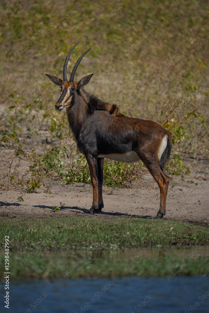 Obraz premium Roan antelope stands turning head on riverbank