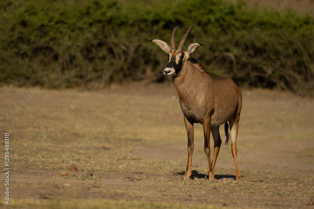 Roan antelope stands in sunshine on floodplain Roan antelope stands in sunshine on floodplain