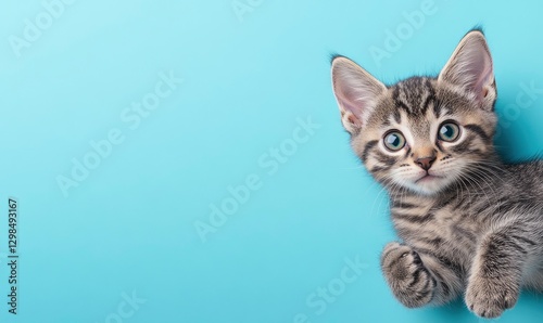 a grey tabby kitten on a light blue background, with a pastel color scheme for an animal shelter website banner. The cat is lying down with its paws outstretched and looking at the camera.