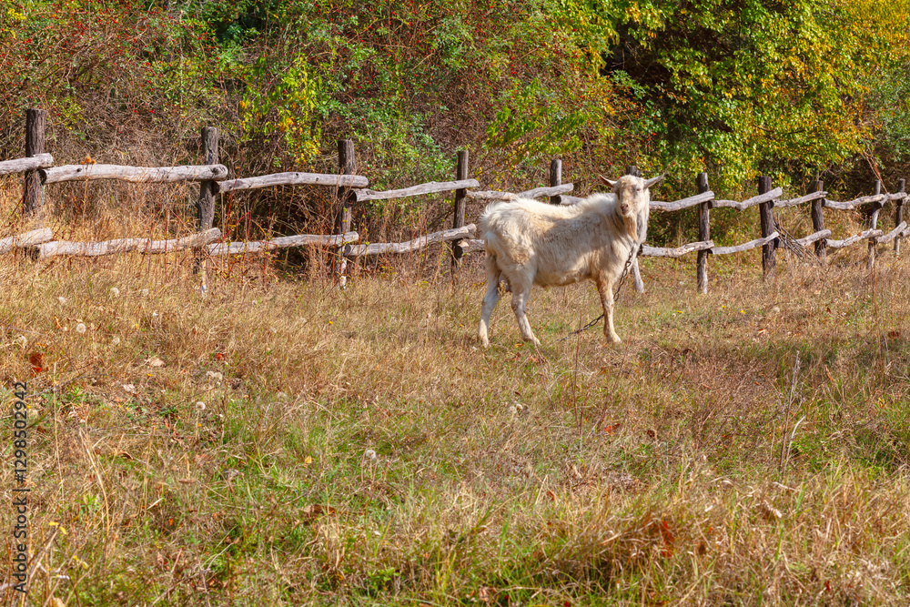 White goat standing in a grassy field near wooden fence, with dense green foliage in background. Scene captures a rustic, pastoral setting, highlighting natural environment and presence of livestock
