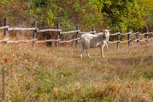 Obraz na płótnie White goat standing in a grassy field near wooden fence, with dense green foliage in background. Scene captures a rustic, pastoral setting, highlighting natural environment and presence of livestock w salonie