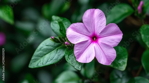 Close-Up of a Pretty Pink Periwinkle Flower