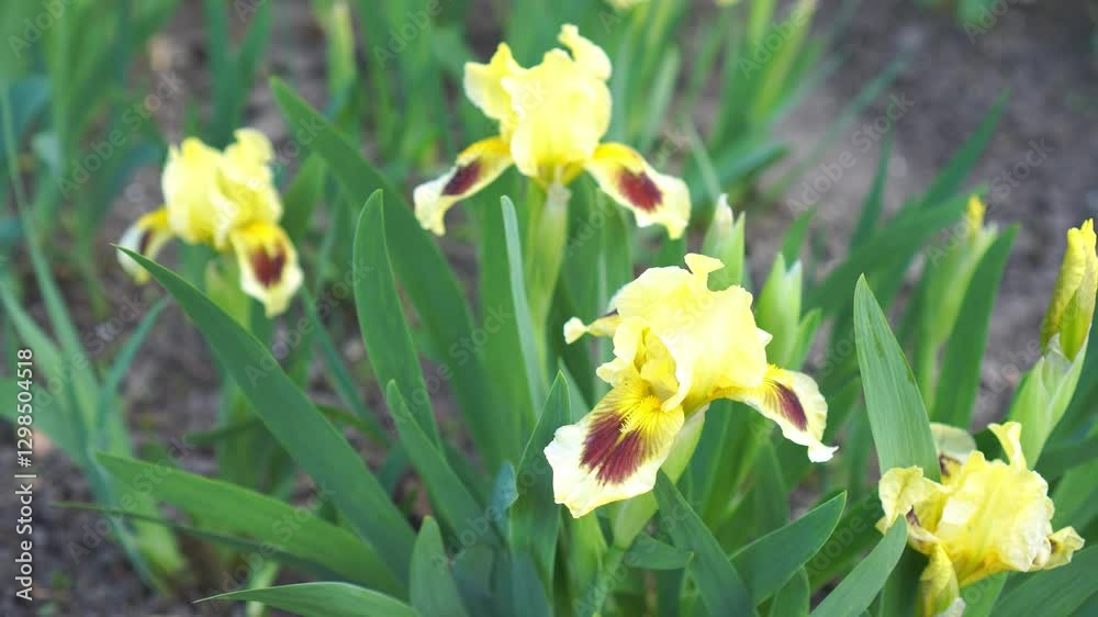 yellow varietal irises in a flower bed in spring among green leaves in an ornamental plant nursery and botanical garden yellow varietal irises in a flower bed in spring among green leaves in an ornamental plant nursery and botanical garden