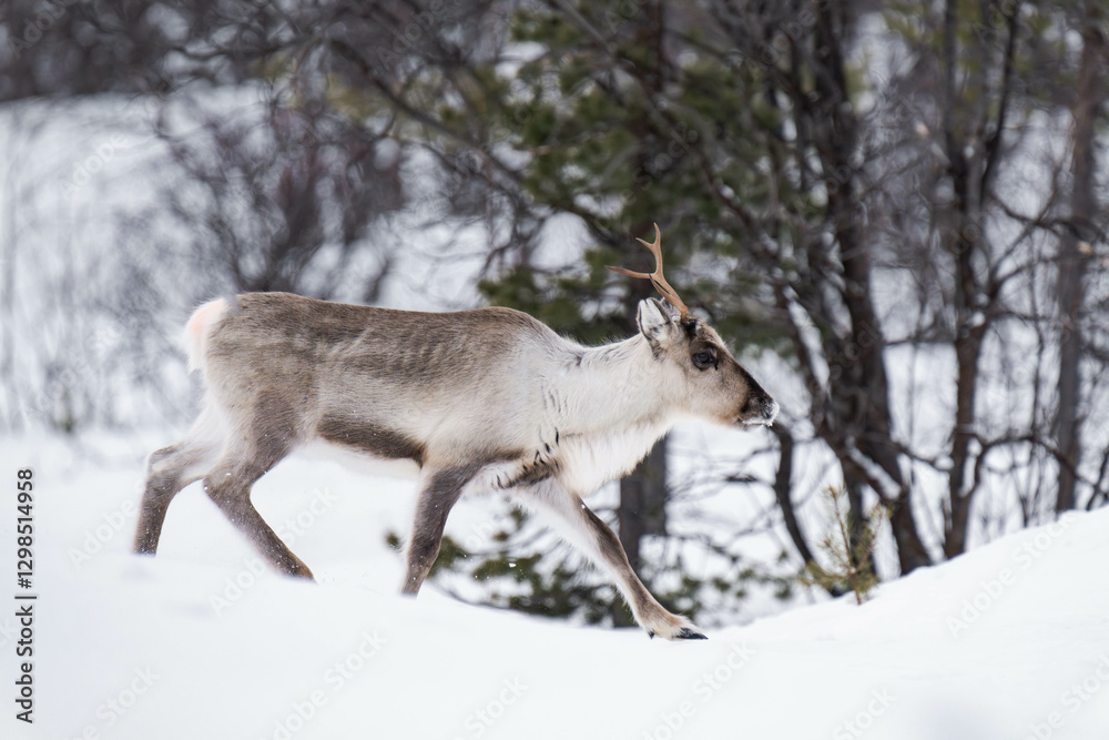 Reindeer (Rangifer tarandus) walking in snow in Finland in winter. Reindeer (Rangifer tarandus) walking in snow in Finland in winter.