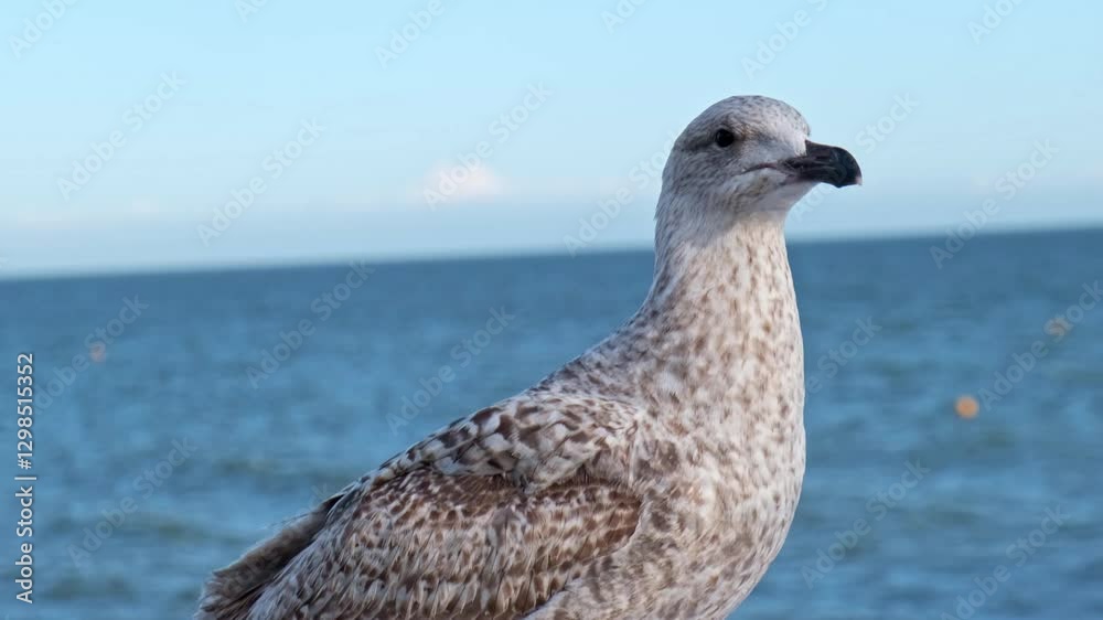A young seagull with mottled brown feathers set against the sea and sky in Brighton, United Kingdom A young seagull with mottled brown feathers set against the sea and sky in Brighton, United Kingdom