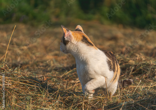 a three-colored she-cat roaming the field, wheat and rye stubble. a cat walking and lurking in a field on a mouse. cat while hunting.