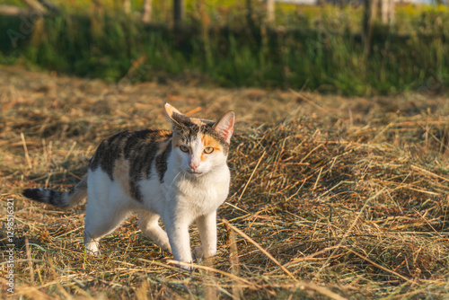 a three-colored she-cat roaming the field, wheat and rye stubble. a cat walking and lurking in a field on a mouse. cat while hunting.