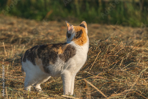 a three-colored she-cat roaming the field, wheat and rye stubble. a cat walking and lurking in a field on a mouse. cat while hunting.