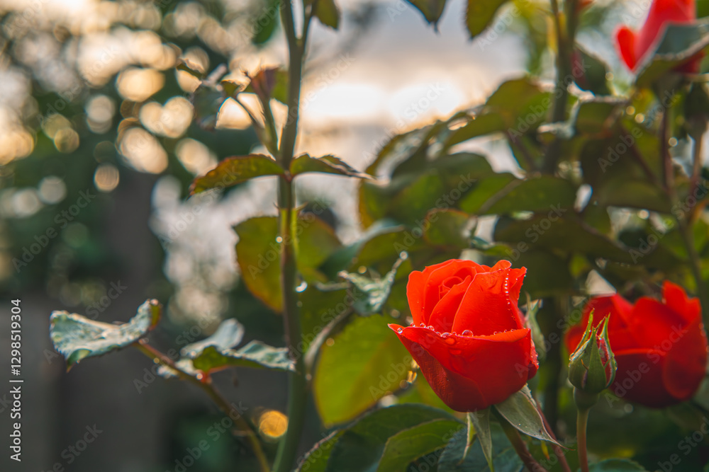 red rose flower bush with flower heads and water droplets on them during sunset. beautiful red roses red rose flower bush with flower heads and water droplets on them during sunset. beautiful red roses