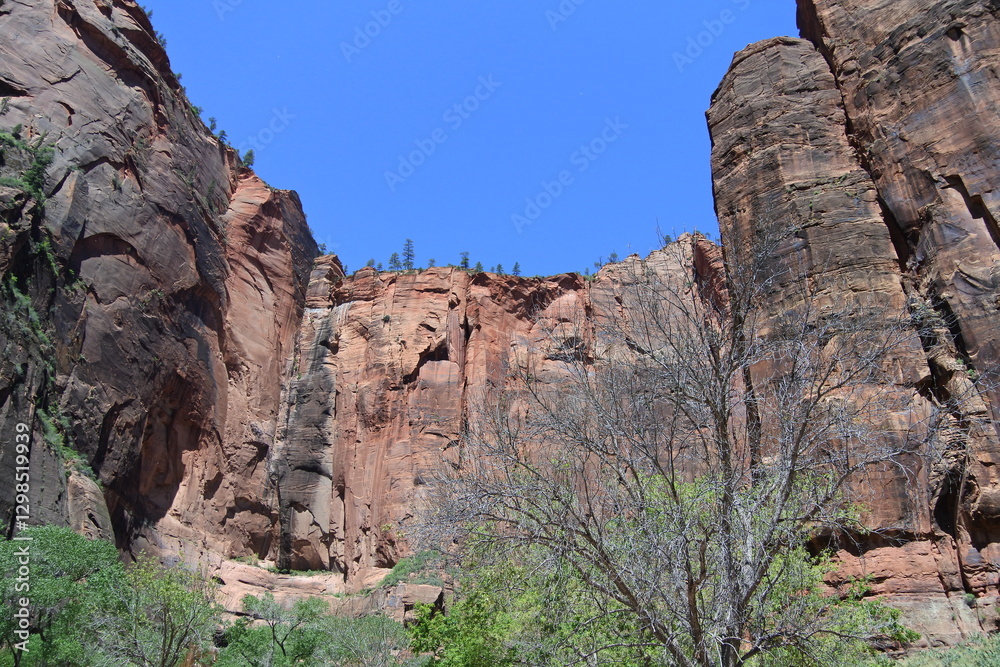 Fototapeta premium Rote Felswände im Zion Nationalpark