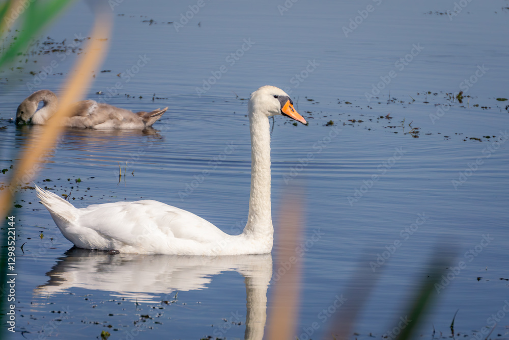 Fototapeta premium wild young water birds, swans swimming, birds in water, aquatic animals, animal family, mother's care. beautiful nature, summer, spring.