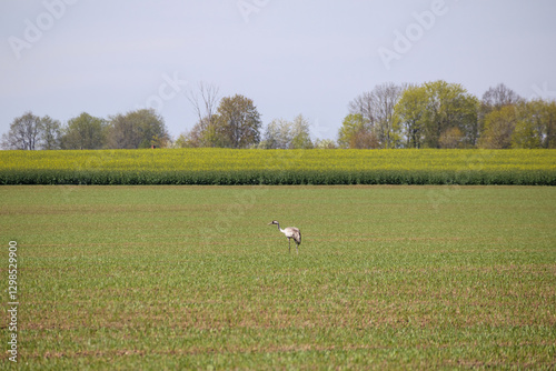 
a field with a crane in its center and a building and trees in the background. photo