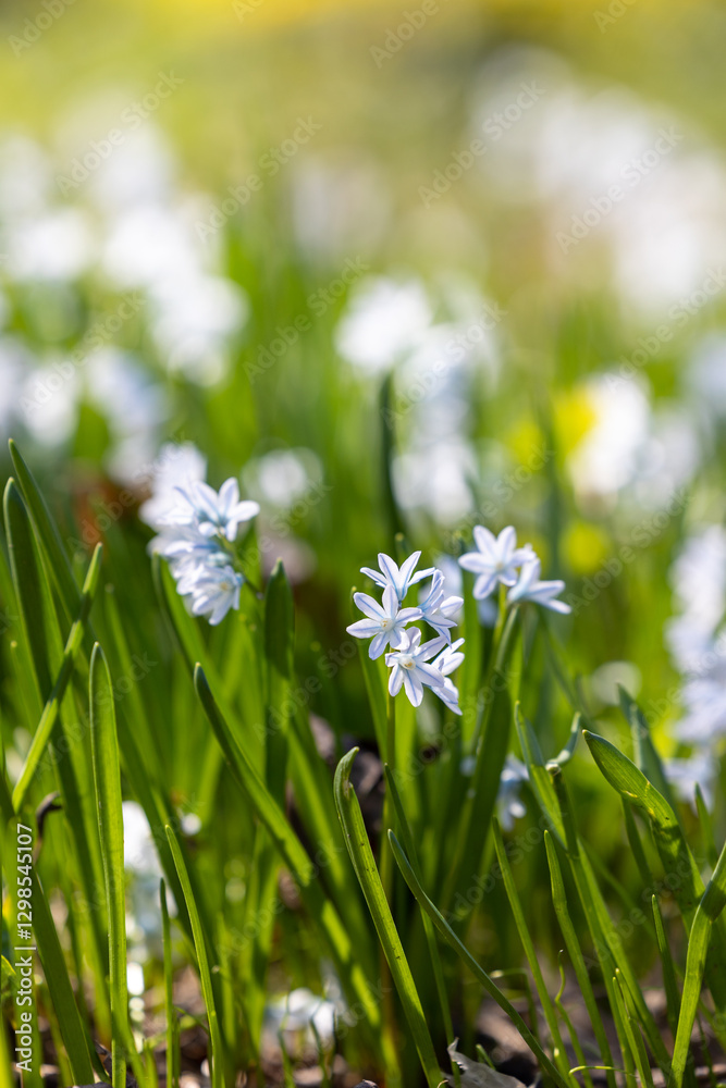 Fototapeta premium Scilla flowers in bloom in spring