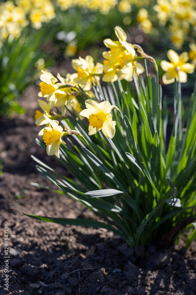 Fototapeta premium Blooming daffodils on a flowerbed