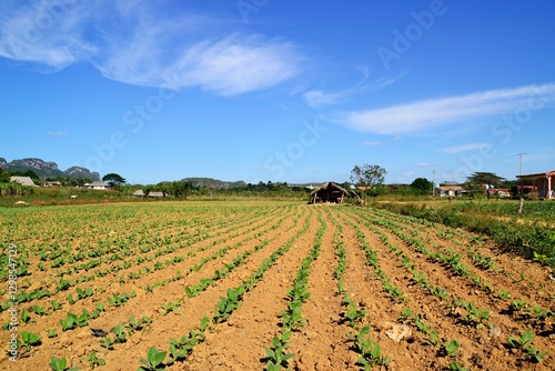 Photography Cuban Tobacco Farms View at Vinales, Cuba