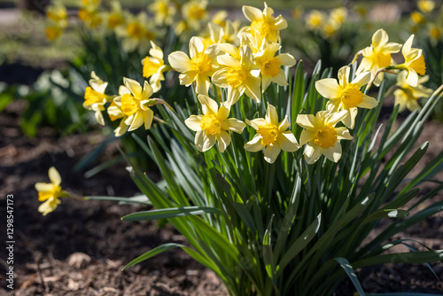 Wallpaper Mural A bush of blooming yellow daffodils Torontodigital.ca