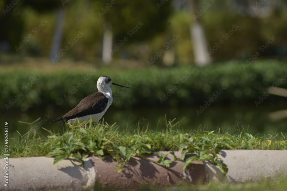 Fototapeta premium great crested grebe