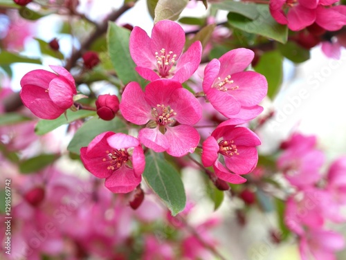 Guinevere Crabapple tree flowers in spring, Colorado photo