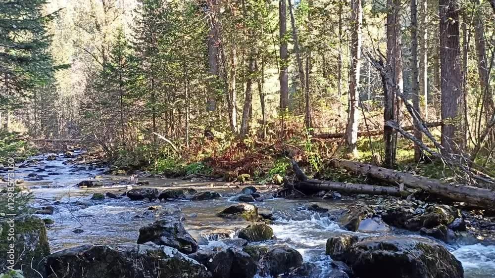 Rays of the rising sun through tree trunks in the forest, illuminating the rocky bed of a mountain river on an early autumn morning. Rays of the rising sun through tree trunks in the forest, illuminating the rocky bed of a mountain river on an early autumn morning.
