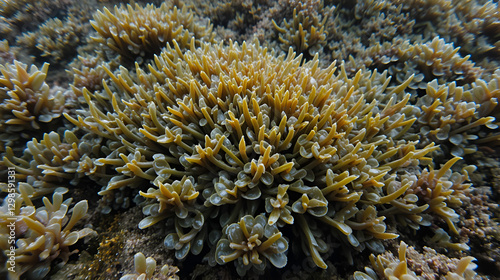 Bladderwrack seaweed or Fucus vesiculosus