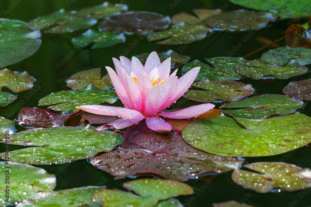 Delicate pink water lily or lotus flower Marliacea Rosea gracefully floats on tranquil pond, surrounded by lush greenery, creating picturesque scene. Flower landscape and nature background concept Delicate pink water lily or lotus flower Marliacea Rosea gracefully floats on tranquil pond, surrounded by lush greenery, creating picturesque scene. Flower landscape and nature background concept