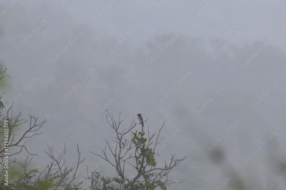 Obraz premium A small black drongo with distinctive forked tail stands perched on a leafless tree branch, its silhouette contrasting against a pale, overcast sky. 