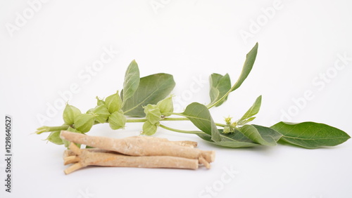 Ashwagandha Dry Root Medicinal Herb with Fresh Leaves, also known as Withania Somnifera, Ashwagandha, Indian Ginseng, Poison Gooseberry, or Winter Cherry.