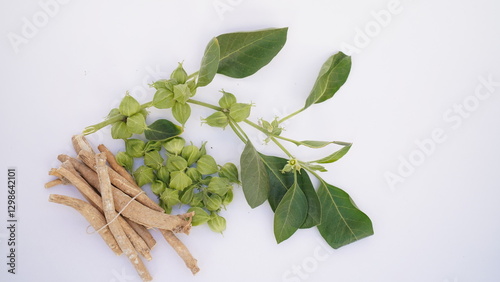 Ashwagandha Dry Root Medicinal Herb with Fresh Leaves, also known as Withania Somnifera, Ashwagandha, Indian Ginseng, Poison Gooseberry, or Winter Cherry.
