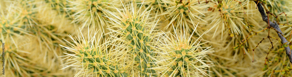 Cholla cactus, Close up, Sonora Desert, Mid Fall Cholla cactus, Close up, Sonora Desert, Mid Fall