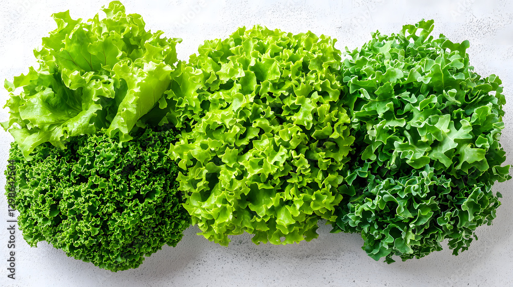 Fresh Greens Trio: A vibrant selection of leafy greens, artfully arranged, presenting a spectrum of textures and shades, from a vibrant light to a deep verdant green. Fresh Greens Trio: A vibrant selection of leafy greens, artfully arranged, presenting a spectrum of textures and shades, from a vibrant light to a deep verdant green.