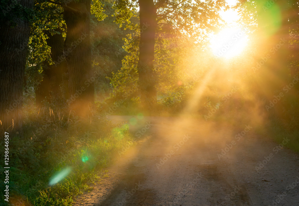 Obraz premium beautiful avenue of old oaks and other deciduous trees at the entrance to the village. sun rays shining through the trees. park landscape in summer. warm sun rays of sunset.