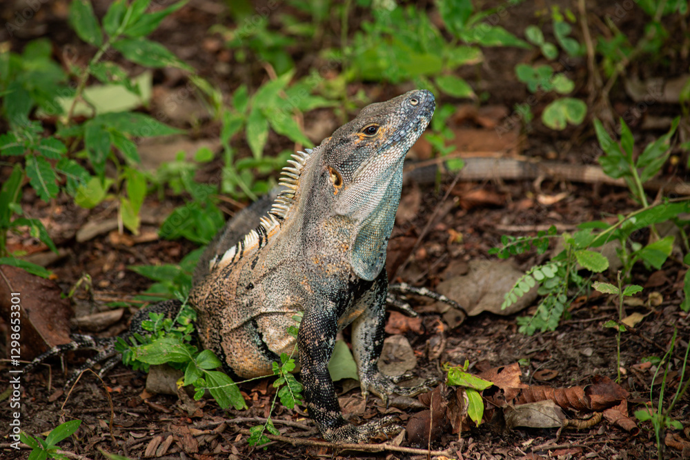 An Iguana on the ground in the forest near Playa Matapalo in Guanacaste, Costa Rica An Iguana on the ground in the forest near Playa Matapalo in Guanacaste, Costa Rica