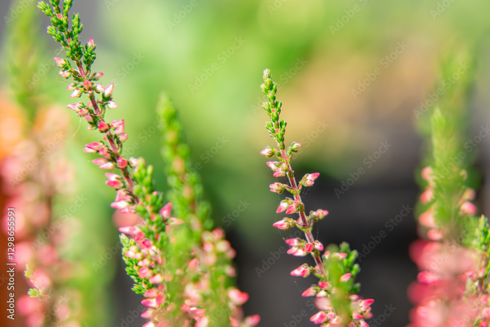 green and pink heather flowers on a blurry abstract background. forest bushes, summer-autumn season green and pink heather flowers on a blurry abstract background. forest bushes, summer-autumn season