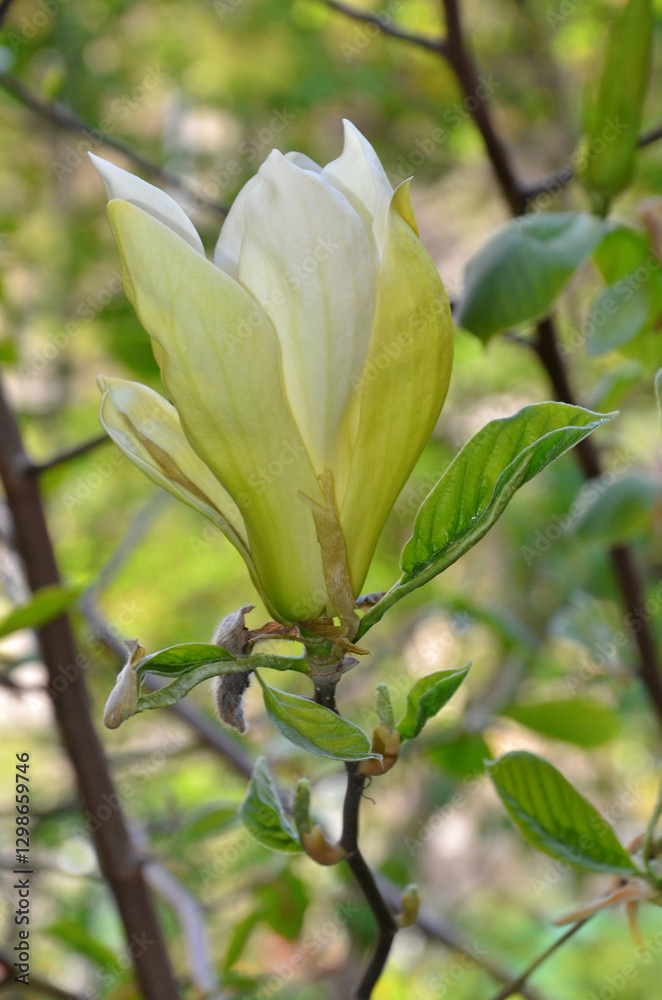 Obraz premium Yellow magnolia ' Limelight' blooming tree branch with flower and fresh green young leaves. Closeup photo outdoors. Gardening ,growing magnolia tree concept. Free copy space.