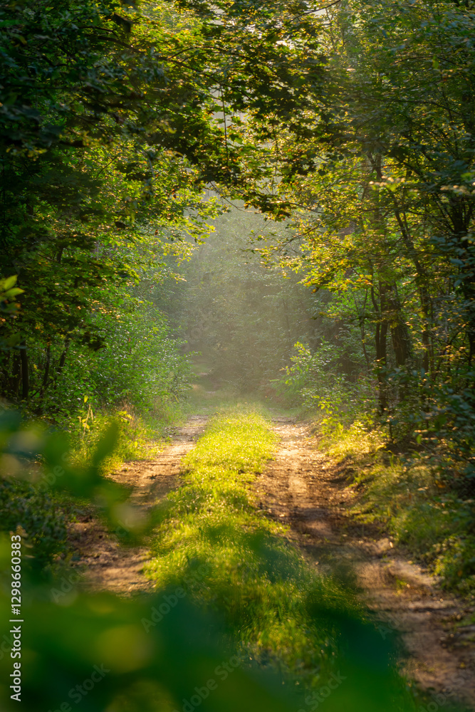 Obraz premium dirt road in the forest among beautiful green trees with sunlight shining through at sunrise. mixed coniferous and deciduous forest. rising sun. forest landscape in the morning.