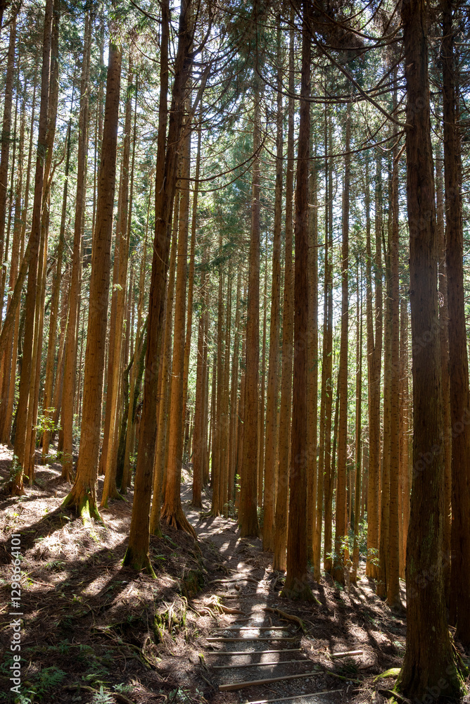 Obraz premium Serene Forest Trail Surrounded by Tall Cedar Trees