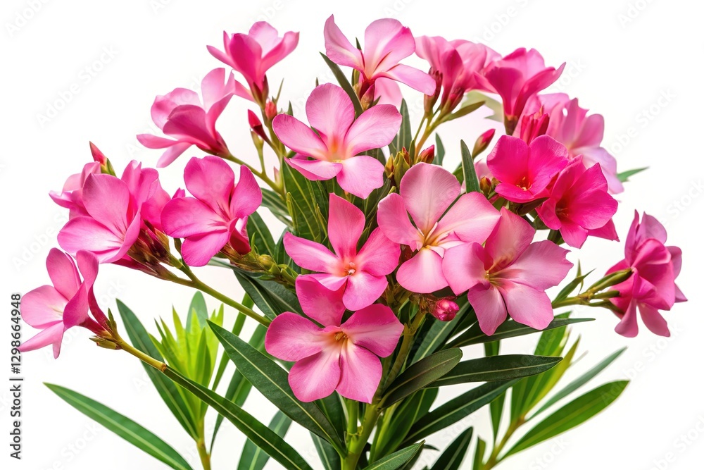 Obraz premium A digital interpretation of a pink oleander's silhouette.