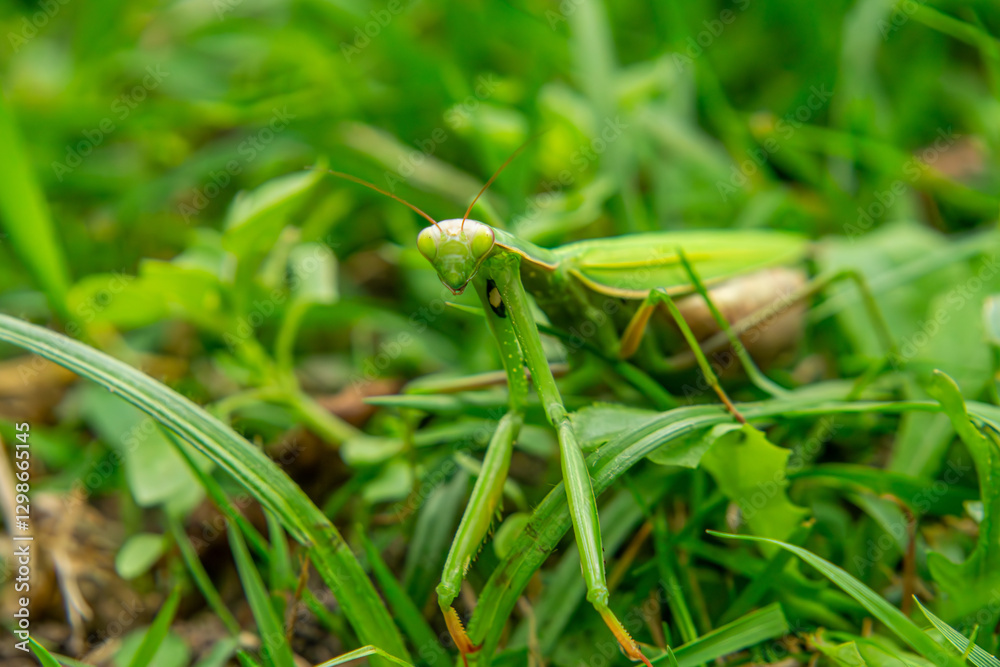 macro scale green mantis sitting in the grass. a beautiful predatory insect in nature. close-up of the head of an alien-like insect. macro scale green mantis sitting in the grass. a beautiful predatory insect in nature. close-up of the head of an alien-like insect.
