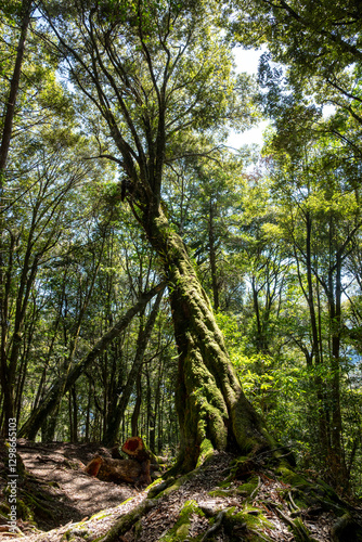 Leaning Moss-Covered Tree in a Lush Forest