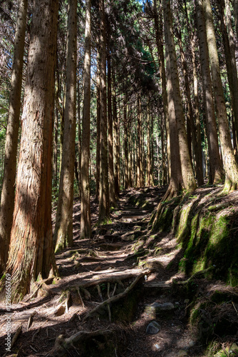 Mossy Forest Path with Exposed Tree Roots in a Dense Woodland