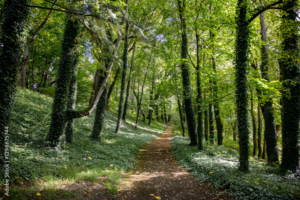 Fototapeta premium forest path between trees in summer. beautiful background.