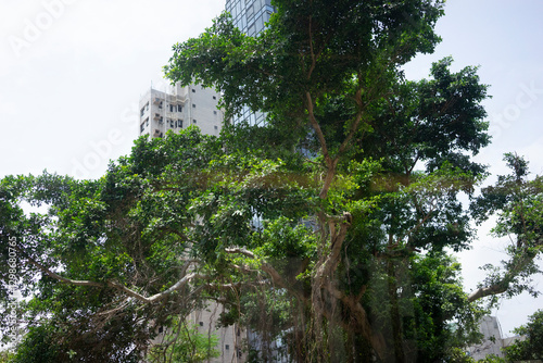 hong kong landscape