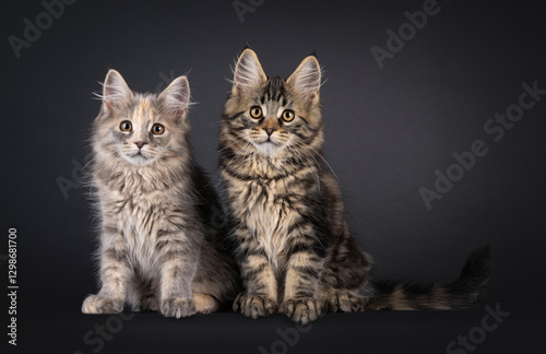 Adorable duo of Maine Coon cat kittens, sitting side by side. Looking attentive towards camera. Isolated on a black background.