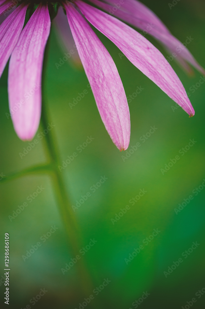Vibrant purple petals of an echinacea flower in a lush green garden with copy space Vibrant purple petals of an echinacea flower in a lush green garden with copy space