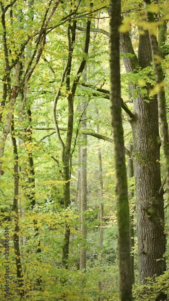 Idyllic autumn forest landscape, fall season in the rural countryside, trees and colorful yellow green foliage leaves in the woodlands vertical video Idyllic autumn forest landscape, fall season in the rural countryside, trees and colorful yellow green foliage leaves in the woodlands vertical video