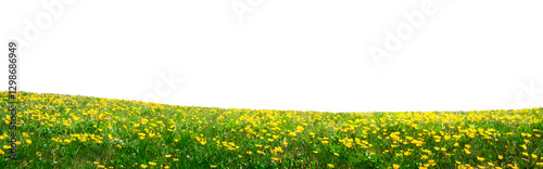 spring field with yellow flowers isolated on white
