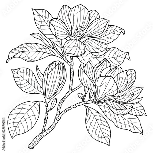 magnolia flowers coloring for adults