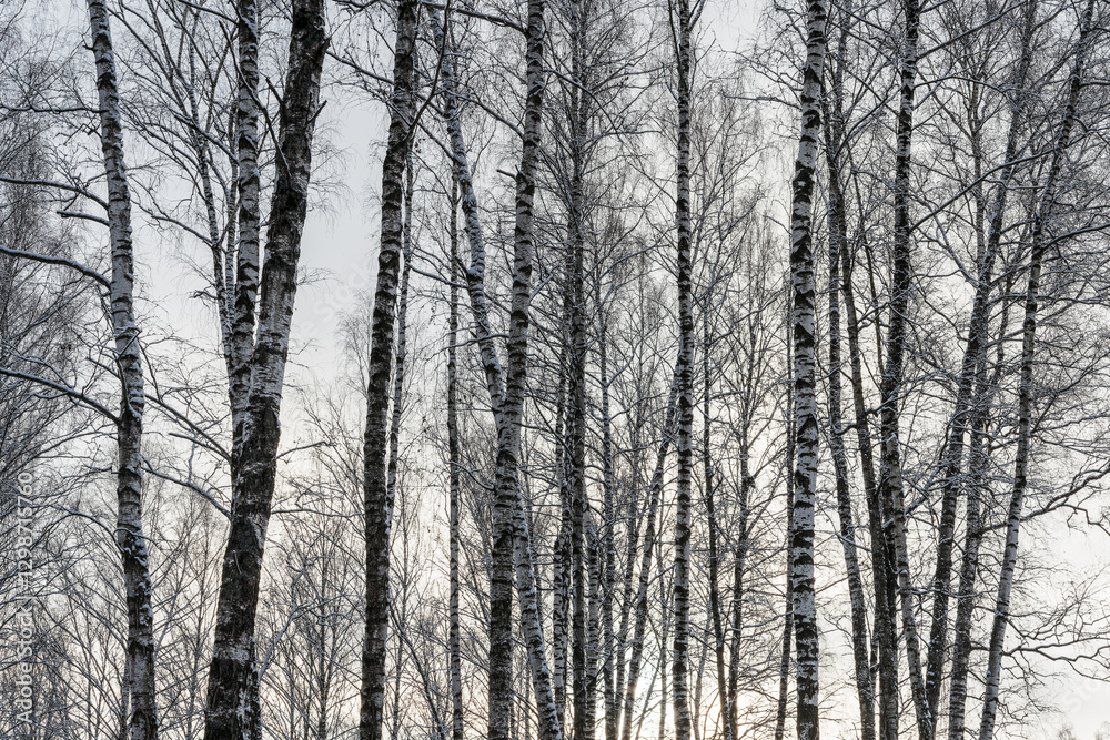 Sunbeams shining through snow-covered birch branches in a birch forest after a snowfall on a winter.