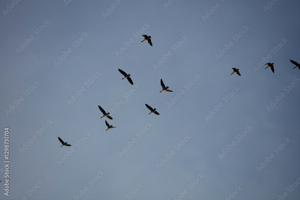 Flock of birds soaring through a clear blue sky during early morning hours near a serene lake Flock of birds soaring through a clear blue sky during early morning hours near a serene lake